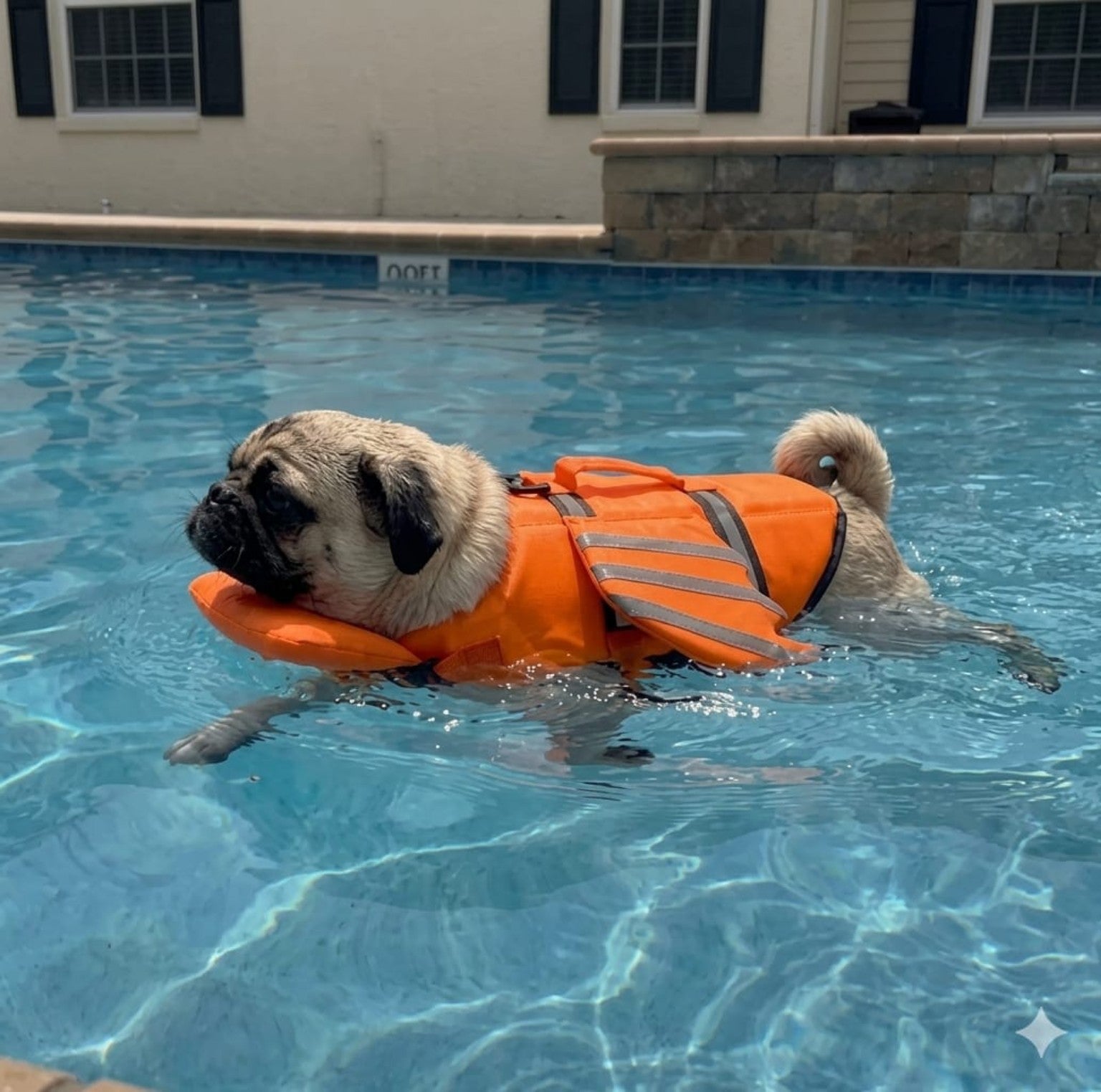 Perro nadando con chaleco salvavidas PawSplash
